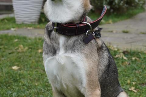 В дар собаку. Ласковая собачка Ласка в добрые руки. Фото4