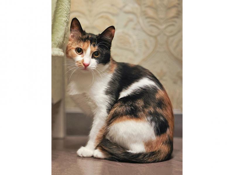 В дар кошку