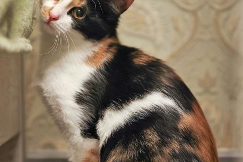 В дар кошку. Очаровательная трёхцветка Лора в поиске дома. Фото2