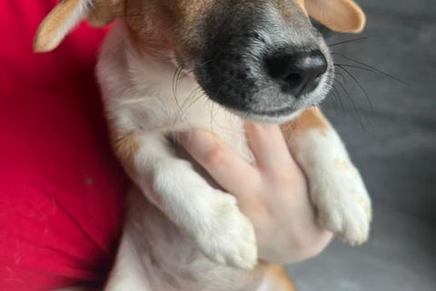 В дар собаку. Щенок метис вельш корги и джек-рассел-терьера. Фото2