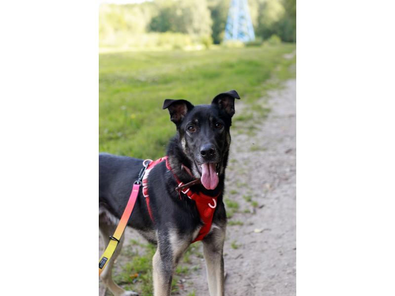 В дар собаку