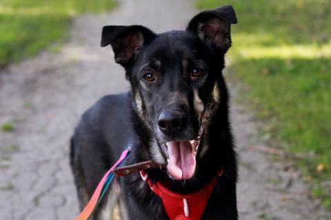 В дар собаку. Молодой песик Бакс  ищет дом!. Фото4