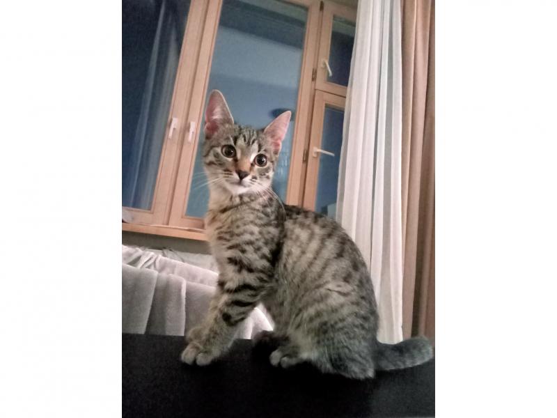 В дар кошку