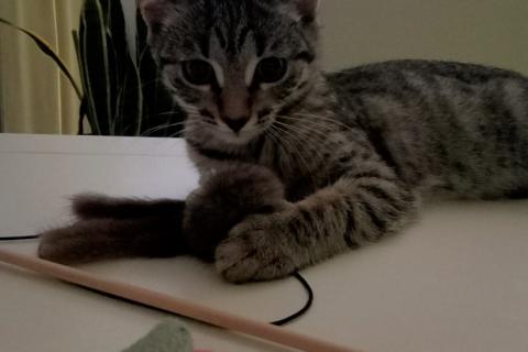 В дар кошку. Котенок Сима ищет дом и самых лучших хозяев. Фото2