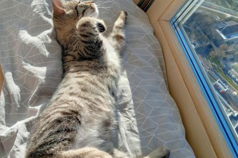 В дар кошку. Котенок Сима ищет дом и самых лучших хозяев. Фото4