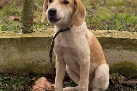 В дар собаку. Сестры по несчастью, которые заслужили шанс на любовь. Фото2