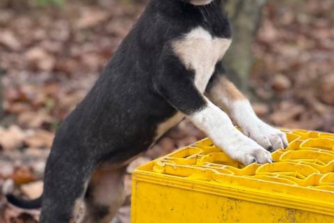В дар собаку. Сестры по несчастью, которые заслужили шанс на любовь. Фото3
