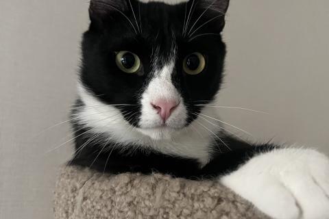 В дар кошку. Добрый и ласковый котик Маркиз ищет дом!. Фото4