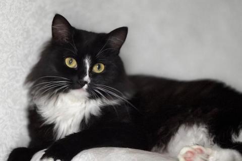 В дар кошку. Шикарная черно-белая пушистая кошка Наоми в дар. Фото1