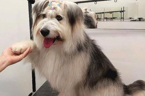 В дар собаку. Молодая некрупная собачка Груша ищет дом . Фото3