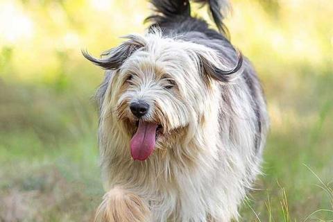 В дар собаку. Молодая некрупная собачка Груша ищет дом . Фото4