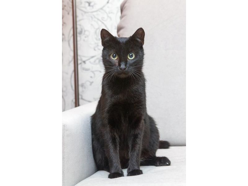 В дар кошку