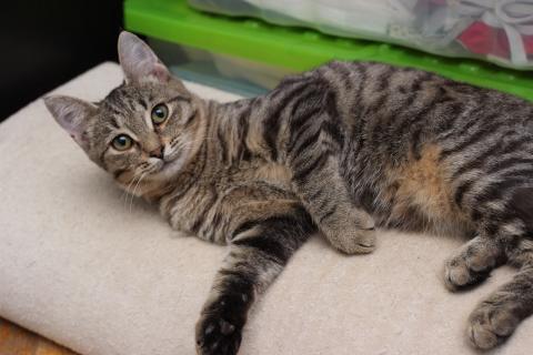 В дар кошку. Ласковая 6 мес кошечка Уля в поиске семьи!. Фото1