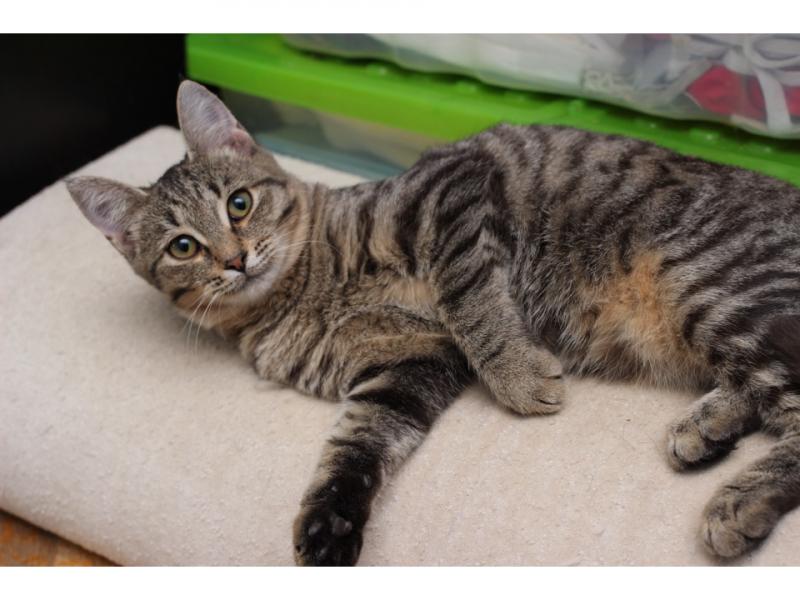 В дар кошку