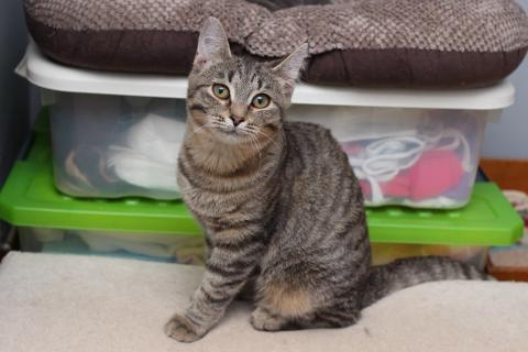 В дар кошку. Ласковая 6 мес кошечка Уля в поиске семьи!. Фото4