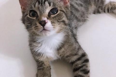 В дар кошку. Обаятельный минитигренок, котенок Ося ищет дом. Фото1