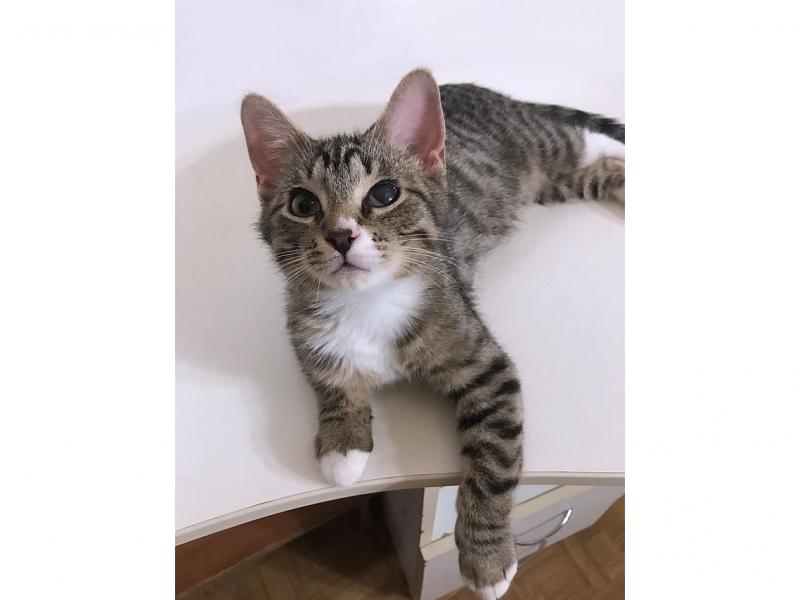 В дар кошку