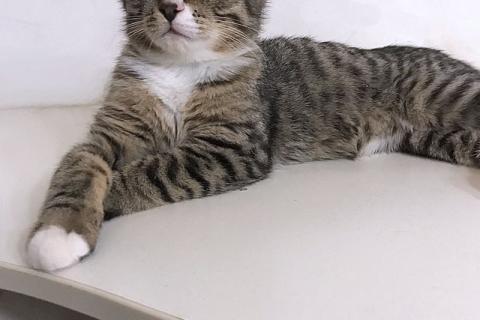 В дар кошку. Обаятельный минитигренок, котенок Ося ищет дом. Фото3