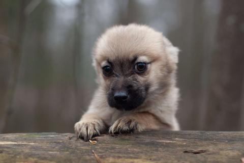 В дар собаку. Крохи-щенки — вырастут маленькими. Фото2
