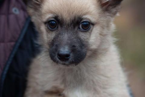 В дар собаку. Крохи-щенки — вырастут маленькими. Фото3