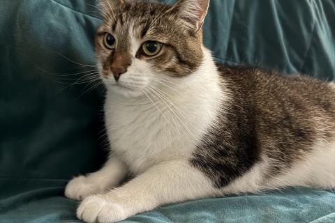 В дар кошку. Добрый, ласковый, домашний котик Семен. Фото2