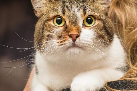 В дар кошку. Добрый, ласковый, домашний котик Семен. Фото4