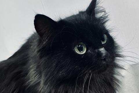 В дар кошку. Роскошная пушистая черная кошечка Черника в дар. Фото1