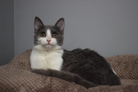 В дар кошку. Ласковая 6 мес кошечка Кася ищет семью!. Фото1