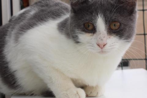 В дар кошку. Ласковая 6 мес кошечка Кася ищет семью!. Фото4