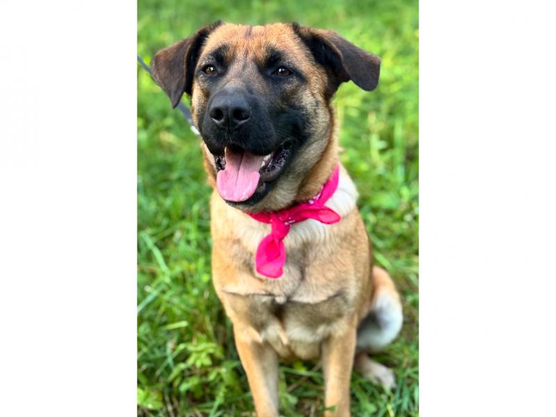 В дар собаку