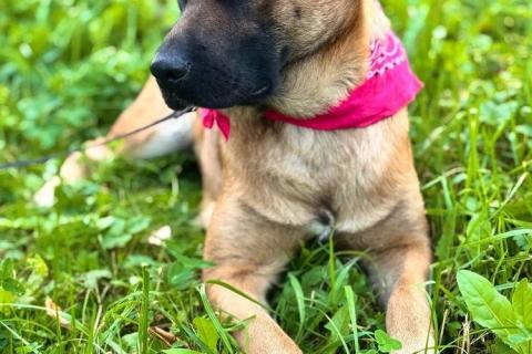 В дар собаку. Рыжая собачка-умница Джина в добрые руки. Фото3