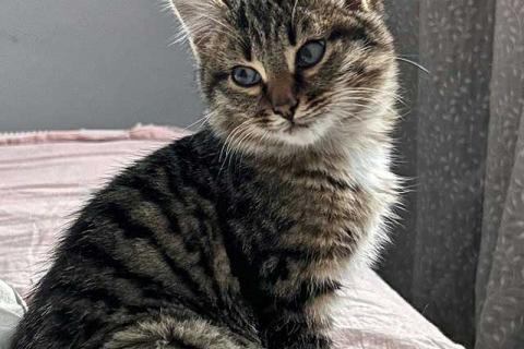 В дар кошку. Солнечный добрый котенок Васенька ищет семью. Фото1