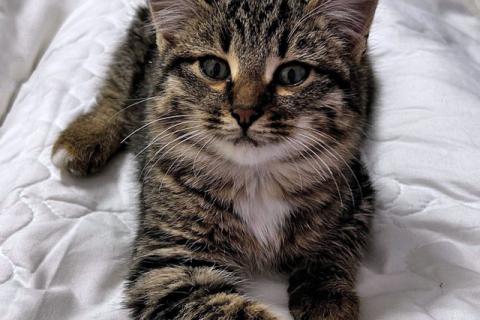 В дар кошку. Солнечный добрый котенок Васенька ищет семью. Фото3