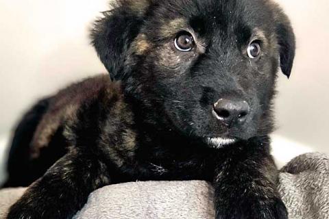 В дар собаку. Чудесные щенки мальчик и девочка метисы лабрадора в дар. Фото4