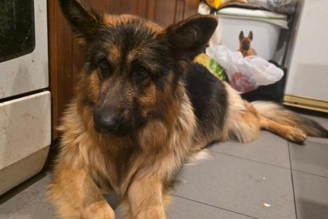 В дар собаку. Щенки от мамы-овчарки в дар. Фото1