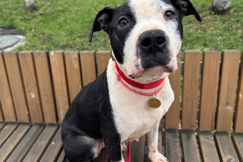 В дар собаку. Идеальная ласковая питбуль Розочка в добрые руки. Фото2