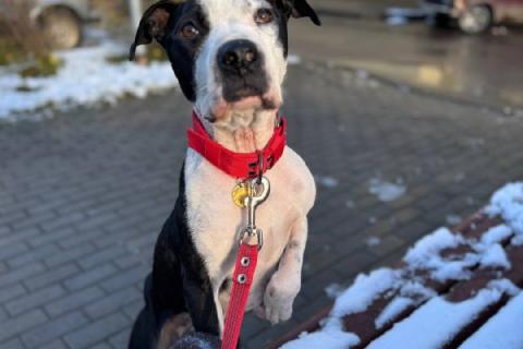 В дар собаку. Идеальная ласковая питбуль Розочка в добрые руки. Фото3