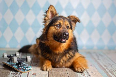 В дар собаку. Пушистый большой добряк Большой в добрые руки. Фото1