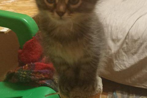 В дар кошку. Пушистые котята в добрые руки. Фото3