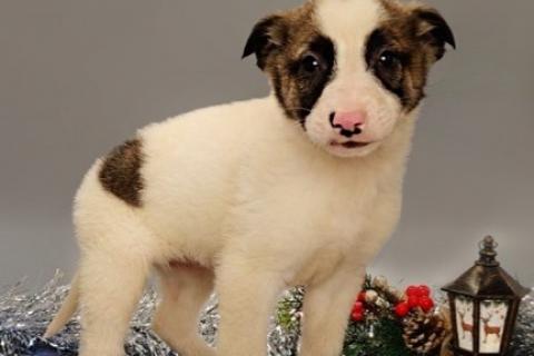 В дар собаку. 7 очаровательных щенят в дар. Фото2