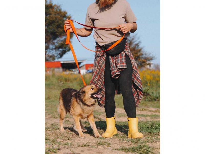 В дар собаку