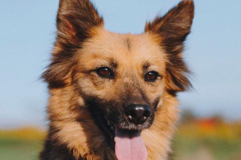 В дар собаку. Домашняя миниатюрная собачка Леди, идеальный компаньон ищет дом. Фото4