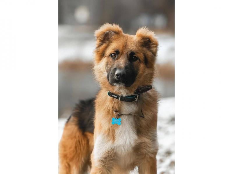 В дар собаку