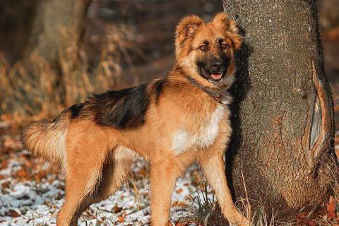 В дар собаку. Малыш ищет семью. Фото3