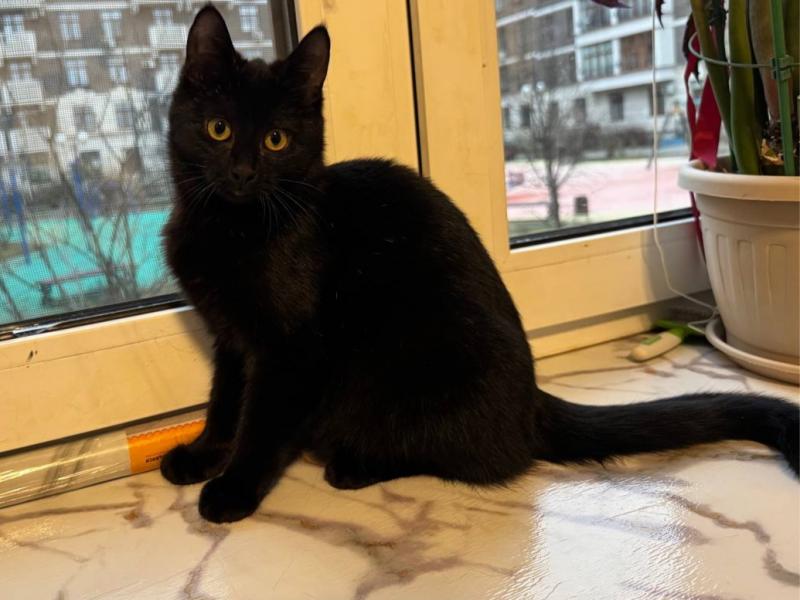 В дар кошку