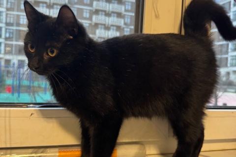 В дар кошку. 6 мес черная красавица Багира ищет дом!. Фото2