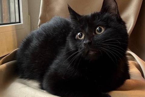 В дар кошку. 6 мес черная красавица Багира ищет дом!. Фото4