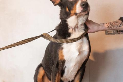 В дар собаку. Трехцветный добродушный пёс Барон ищет дом. Фото1