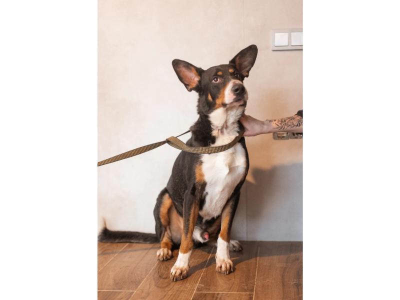 В дар собаку