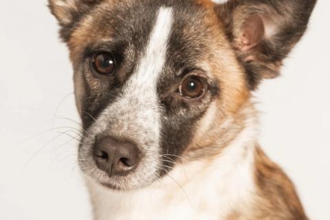 В дар собаку. Подстреленная малышка Салли ищет дом. Фото1